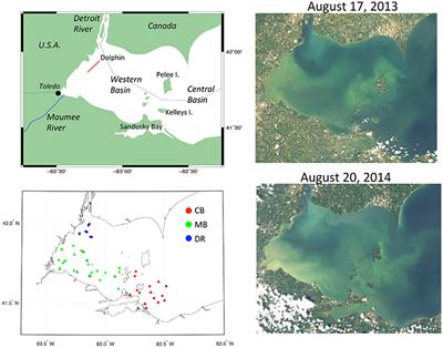 Bio-optical Properties of Cyanobacteria Blooms in Western Lake Erie